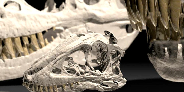 Skull of a 2-year-old juvenile Tarbosaurus, a Cretaceous tyrannosaur from Mongolia, with an adult skull at right and a teenage skull behind for comparison.