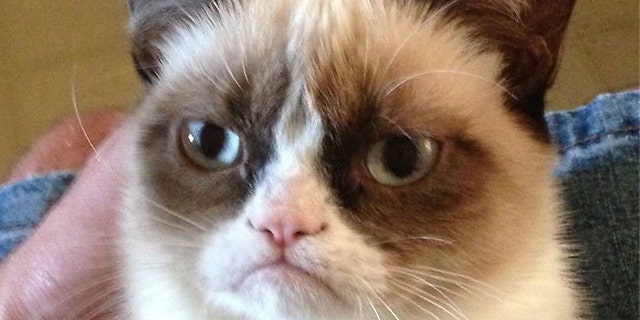 Internet Finds Worlds Grumpiest Cat Named Tardar Sauce Fox News