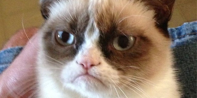 Tardar Sauce the cat, with her signature scowl.