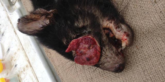 This is a photograph of a Tasmanian Devil with facial tumor. (Gregory Woods, Menzies Institute for Medical Research, University of Tasmania)