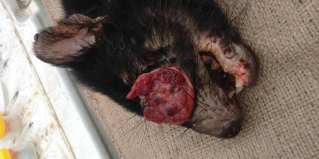 This is a photograph of a Tasmanian Devil with facial tumor. (Gregory Woods, Menzies Institute for Medical Research, University of Tasmania)