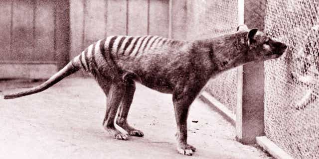 Benjamin, the last Tasmanian tiger in captivity, died in September 1936. (Credit: Getty Images)