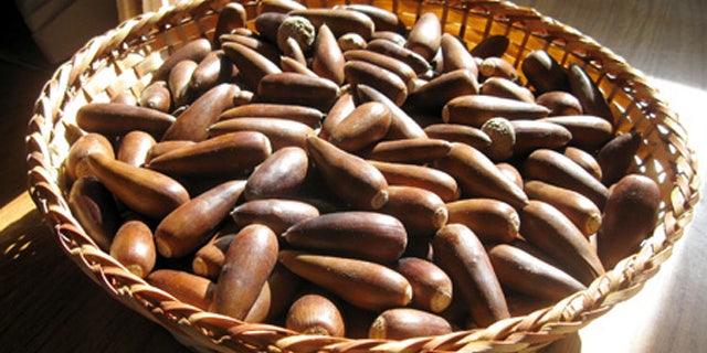 Acorns, black walnuts and hickory nuts at all at their prime right now and ripe for the taking.