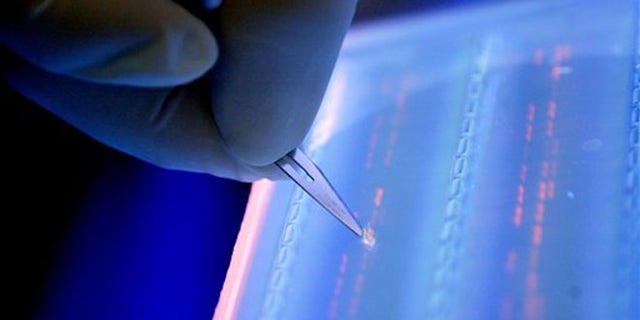 FILE - In this April 19, 2007 file photo, a lab officer cuts a DNA fragment under UV light from an agarose gel for DNA sequencing as part of research to determine genetic mutation in a blood cancer patient, in Singapore, which prides itself as an advanced medical treatment and research hub. New research shows a sharp escalation in the weapons race against cancer, with several high-tech approaches long dreamed of but not possible or successful until now. At a weekend conference of more than 30,000 cancer specialists, scientists are reporting new tactics to spur the immune system to attack a broad range of cancers, new drugs that attack the disease while sparing healthy cells, and new ways to tell which patients will benefit from which drugs. (AP Photo/Wong Maye-E, File)