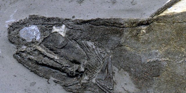 The tooth-like lip and cheek scales were found in specimens of ischnacanthid acanthodians similar to this one from the University of Alberta Laboratory for Vertebrate Paleontology.
