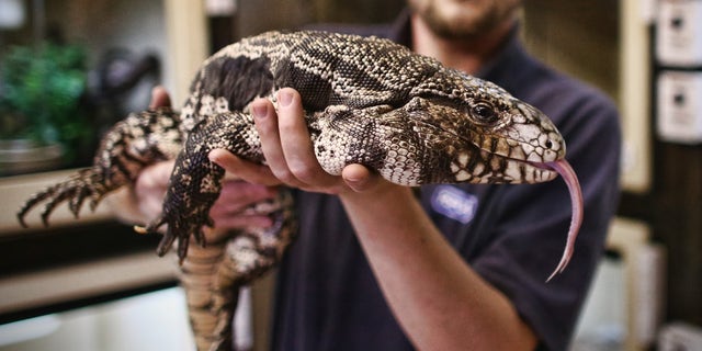 Reptile Rescue Coordinator Tom Bunsell handles an Argentine black and white tegu.