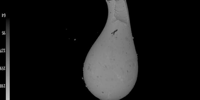 The scientists found hundreds of tiny sand-grain-size tektites like this one, thought to be created when vaporized material from an impact solidified while flying through the air. (Megan Fung)