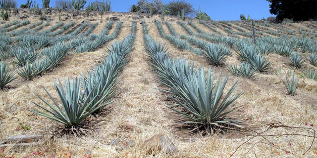 This April 2011 photo shows agave growing on a hillside at Destileria la Fortaleza in Tequila, Mexico. Agave takes from six to 12 years to mature before it is harvested and the spiny leaves removed for baking. 