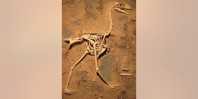 The skeleton of the new species of terror bird (Llallawavis scagliai).