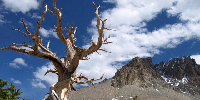 ...is this place in Great Basin NP, NV. Bristlecone pine trees and rock glacier. Image made at 11mm.
