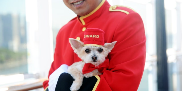 Ella Bean, a Yorkie mix, enjoys the remastered kennels on the Queen Mary 2, the only passenger liner to carry pets, Wednesday, July 6, 2016, at Brooklyn Cruise Terminal in New York, its U.S. homeport.