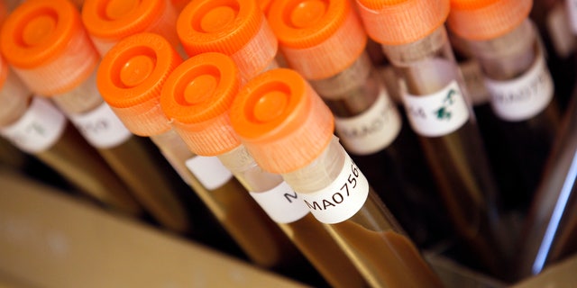 Test tubes filled with samples of bacteria to be tested are seen at the Health Protection Agency in north London March 9, 2011. REUTERS/Suzanne Plunkett