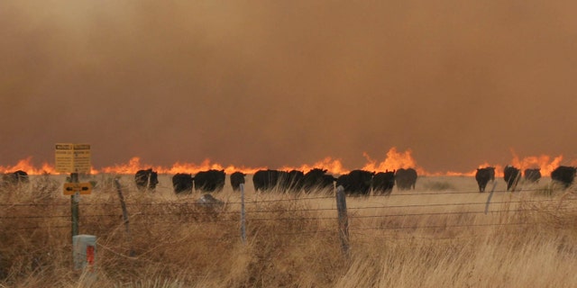April 9: A herd of cattle run from a wildfire near Marfa, Texas. The fire danger remains high in West Texas where firefighters are battling a blaze that's destroyed dozens of homes in two communities, and crews are trying to contain fires elsewhere in the state. (AP/bigbendnow.com)