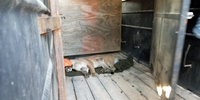 Police in Laredo, Texas, captured a mountain lion on Sunday, Feb. 25. after residents were asked to stay indoors.