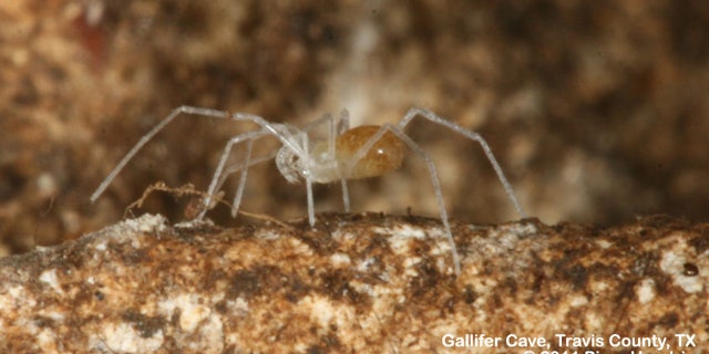 Texella reyesi spider