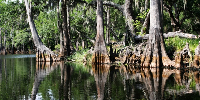 A serene shot of a swamp in the everglades national park Florida