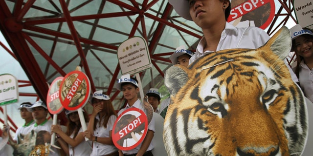 March 3, 2013: Thai activists hold posters urging people to stop the trading of tigers during the Convention on International Trade in Endangered Species, or CITES, in Bangkok.