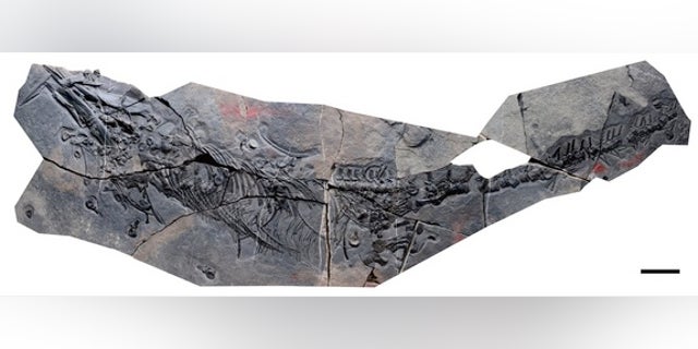The newly identified species of thalattosaur discovered in China is almost 7 feet long (2.1 meters).