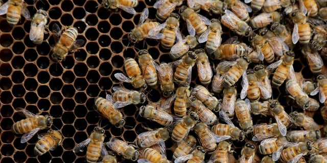 A million aggressive bees were found in a home that is threatening an El Paso neighborhood.