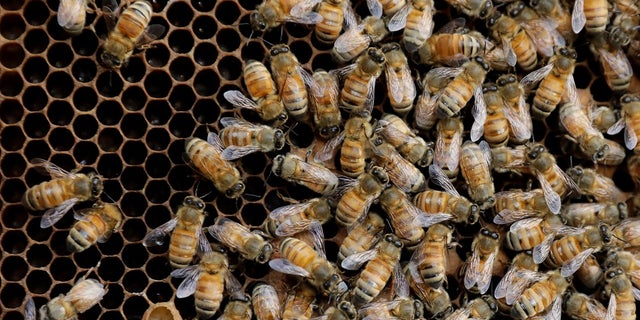 A million aggressive bees were found in a home that is threatening an El Paso neighborhood.