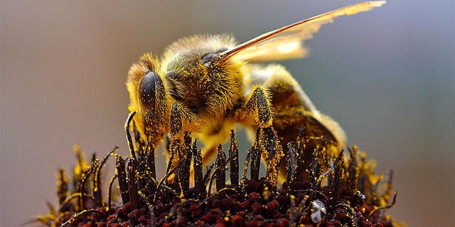 Are cell phones the source of the bee problem?
