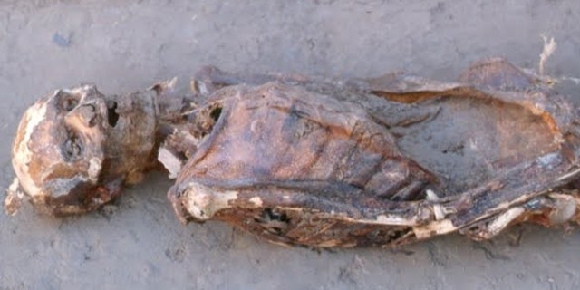 One of the Nubian mummies studied by the team led by Amber Campbell Hibbs and George Armelagos at Emory University