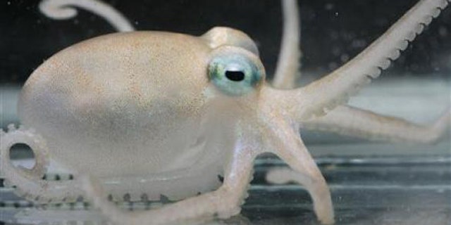 An Adelieledone polymorpha, one of the four new species of octopuses that researchers have discovered in Antarctica that come replete with anti-freeze venom.