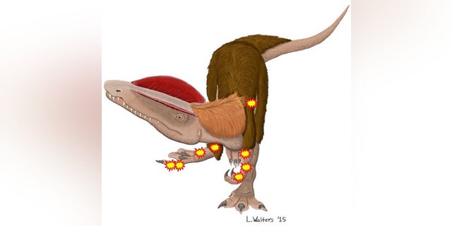 The meat-eating dinosaur <i>Dilophosaurus wetherilli</i> has eight major injuries (indicated by the stars), twice as many as Sue, the <i>Tyrannosaurus rex</i> at the Field Museum in Natural History in Chicago.