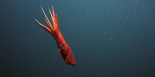 A female Octopoteuthis deletron in the water column observed by MBARI’s remotely operated vehicle Ventana.