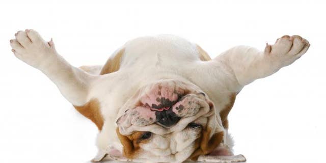 10 Funny Dog Videos That Are Sure to Brighten Your Day | Fox News 10 Funny Dog Videos That Are Sure to Brighten Your Day | Fox News