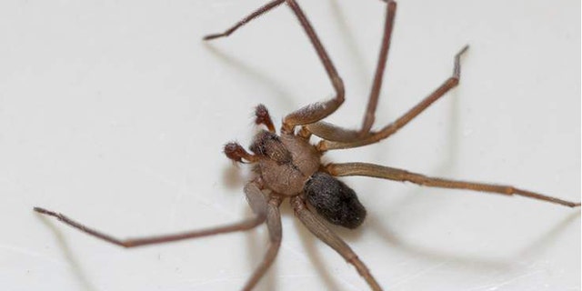 Officers are called to reports of a domestic violence incident, but instead find a sheepish man who was trying to kill a spider.
