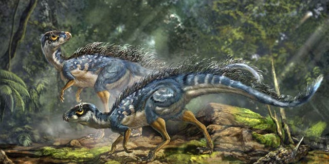 Artist's reconstruction of Tianyulong confuciusi, a feathered heterodontosaurid ornithischian dinosaur.