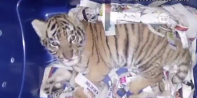 Mexican inspectors found a Bengal tiger cub in an express-mail package Wednesday.