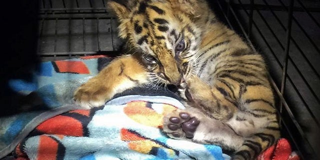 The tiger has been taken to the San Diego Zoo Safari Park to be cared for.