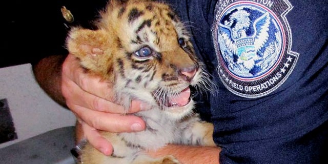 The male tiger was confiscated at the U.S. border crossing at Otay Mesa southeast of downtown San Diego early Wednesday.