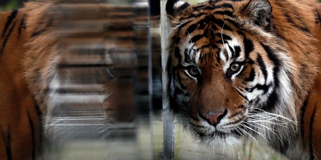 Tiger Jae Jae is reflected in glass at London Zoo in London, Britain, Jan. 3, 2017.