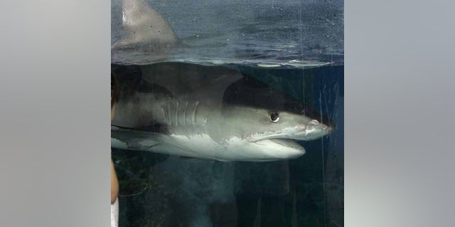 File image of a tiger shark.