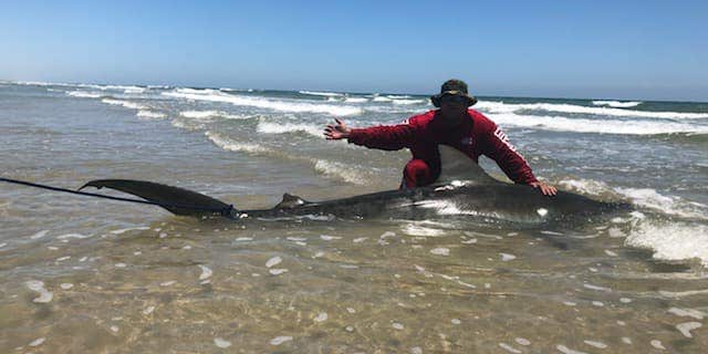 Hernandez poses with the 11-foot tiger shark.