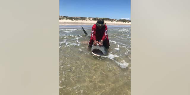 Hernandez said the shark was 5 feet around.