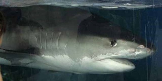 A viral image of man posing with a 16-foot tiger shark near a pier in North Carolina is fake, local media reported.