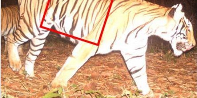 WCS helped identify this poached tiger through camera traps that showed its unique stripe pattern. WCS experts ID the animal as a female photographed Huai Kha Khaeng (HKK) Wildlife Sanctuary. (WCS/Government of Thailand)