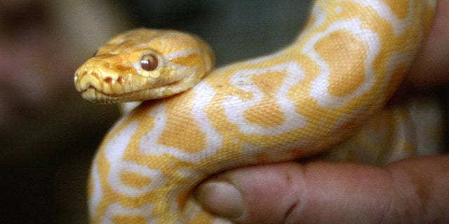 File photo: A Sofia city zoo employee shows one-metre long baby tiger python on January 26, 2004. (REUTERS/Stoyan Nenov)