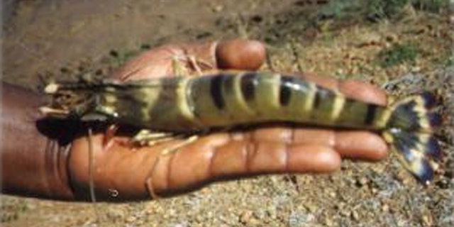 This jumbo shrimp is causing big worries about the future of the Gulf of Mexico's ecosystem.
