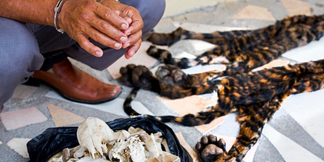 Hand-cuffed suspect next to skins and bones of two critically endangered Sumatran tiger cubs (Paul Hilton for WCS).