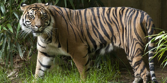 A female Sumatran tiger named Damai (pictured) "jumped" when the earth began rumbling.