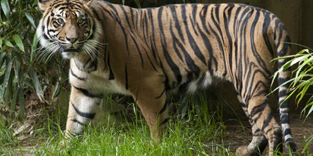 A female Sumatran tiger named Damai (pictured) "jumped" when the earth began rumbling.