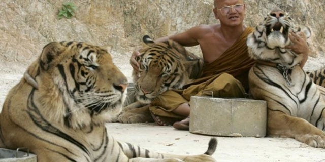 Wat Pa Luang Ta Bua, or Tiger Temple, in Thailand’s western Kanchanaburi province, has been investigated for links to wildlife trafficking.