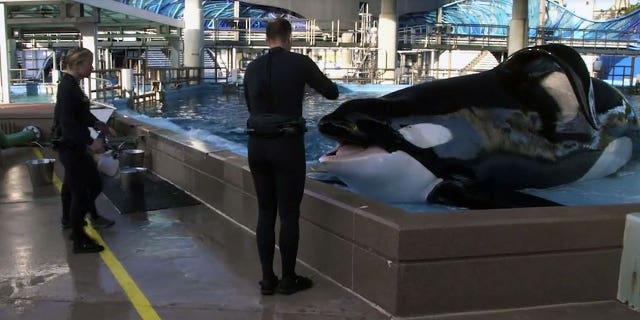 Tilikum was estimated to be 36 years old.