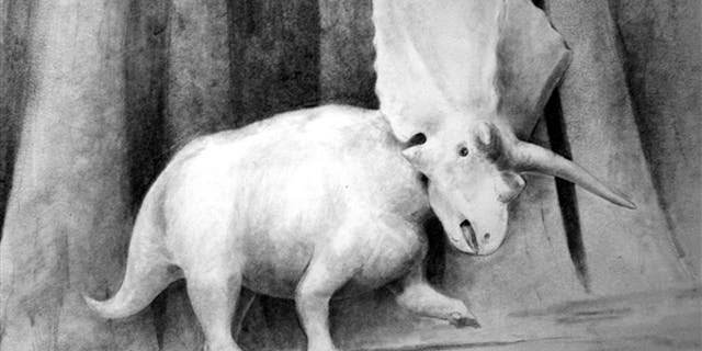 This is an illustration of the Titanoceratops, thought to be the ancestor of the more well-known Triceratops.
