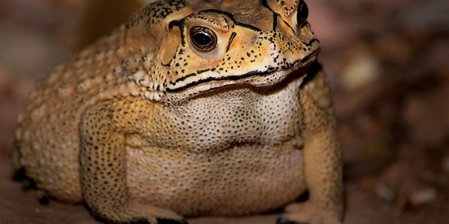 Asian common toads have evolved a toxin that is deadly to Madagascar predators. Credit: Benjamin Marshall